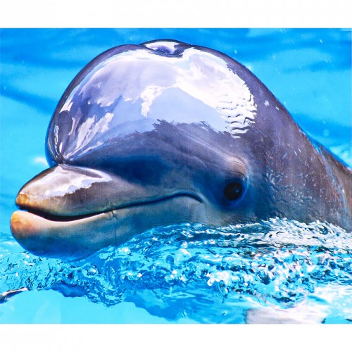 Алмазная Живопись 30*40 "Дельфин"