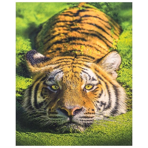 Алмазная живопись "Тигр" 30*40см в картонной коробке